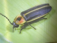 -上海昆虫博物馆