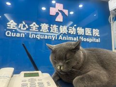 -全心全意连锁动物医院·微创中心·内科急重症·心脏专科(丰管路店)