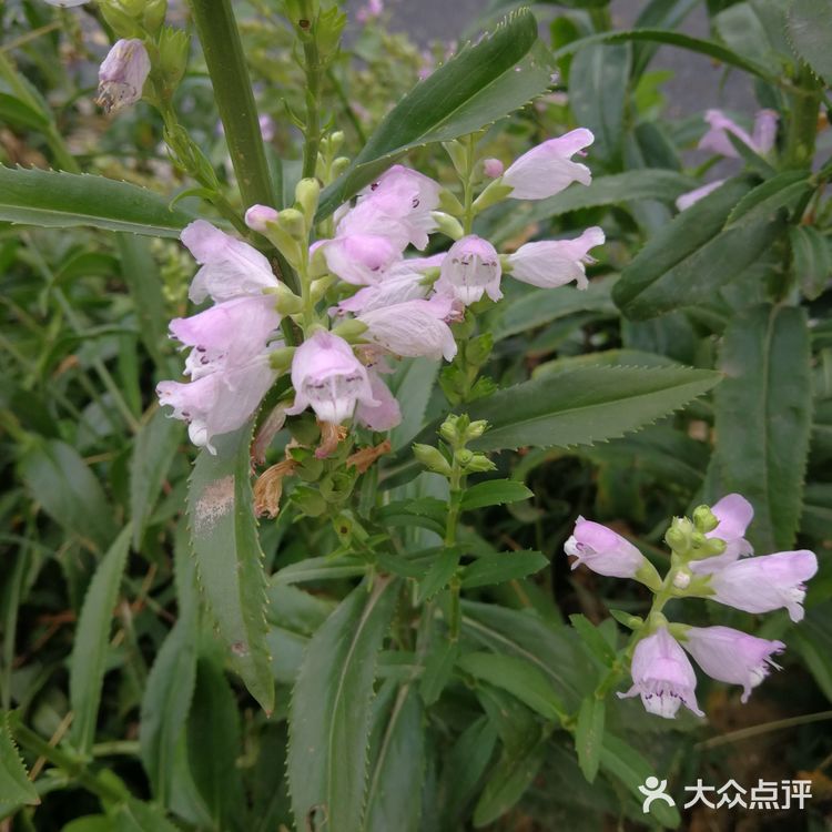 亦庄里比较大的街心花园
