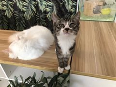 -平行世界·猫咖(首经贸店)