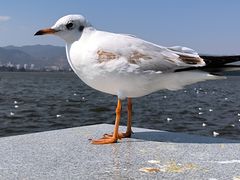 -海埂大坝