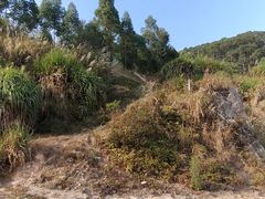 -黄埔油麻山森林公园