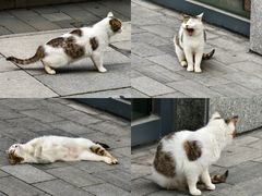 -思南公馆商业街