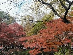 -秋霞圃