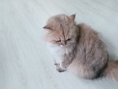 -豆逗聊愈猫阁Easy Life