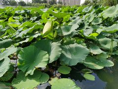 -前关湿地公园