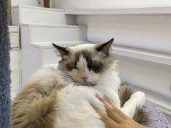 -COLOR PETS 撸猫馆·购猫·猫咖(长风大悦城店)