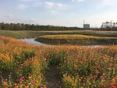 -上海长兴岛郊野公园