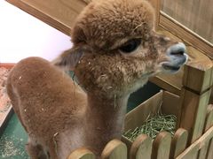 -藦茜花园宠物主题亲子互动体验馆(国顺东路店)
