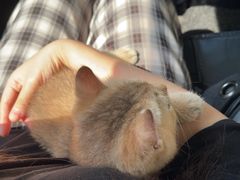 -关爱宠物医院·猫科中心·消化科(滨湖万达分院)