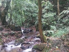 -莫里热带雨林景区