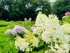 -上海共青森林公园