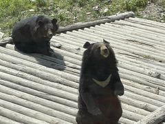 -黑瞎子岛探秘野熊园