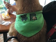 -柴犬高等学院·狗咖·柴犬售卖·宠物训练