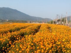 -亚龙湾国际玫瑰谷
