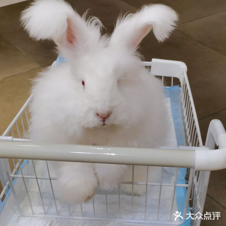 成都必打卡项目，安哥拉巨兔馆