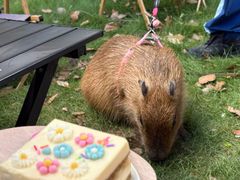 -J Create城市露营咖啡·简餐·宠物(上海动物园店)