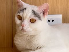 -CAT’S MEWSTAR CAFE·喵星球猫屋(晴湾咖啡店)