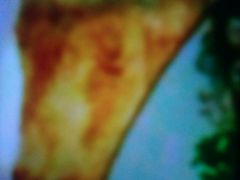 -锦亭料理