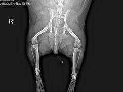 -谐和益家动物医院·免疫绝育·血液透析·宠保定点医院(高新伊藤分院)