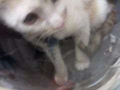 -米苏动物医院·犬猫专科·骨科外科内窥镜