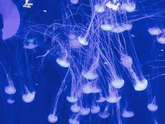 -青岛海底世界-水族馆