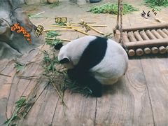 -深圳野生动物园