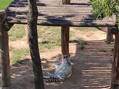 -西霞口神雕山野生动物世界
