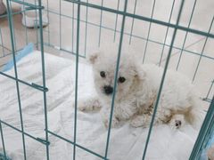 -佳雯宠物医院·皮肤科·内外科(春晓路分院)