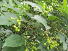 -黑龙江省森林植物园