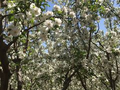 -永定河休闲森林公园