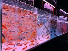 -中环花鸟鱼虫市场