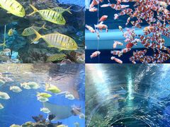 -海合安成都极地海洋公园