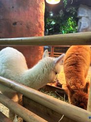 -Zoolung Zoolung动物主题公园(海信广场店)