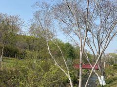 -羊山湖公园
