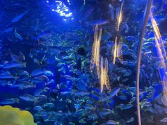 -顺德南宏海立方海洋公园