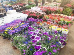 -双季花艺园艺市场(浦东店)