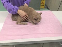 -北京观赏动物医院·24小时大型综合·猫专科·异宠专科