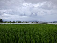 -洱海月湿地公园