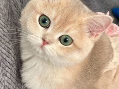 -猫十亿·布偶金渐层·曼基康矮脚猫舍(青年路店)