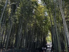 -树山生态村