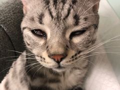 -宠福鑫康馨动物医院·骨科·眼科