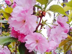 -麦当劳(新世纪环球中心店)