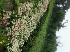 android_upload_pic-蒲河岛湿地公园