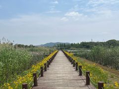 -西京湾花海