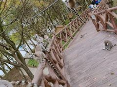 -上海野生动物园
