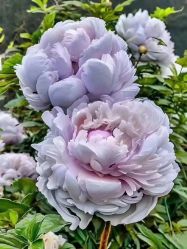 -产后帮产后修复(首城国际店)