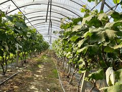 -马陆小张葡萄园农家乐