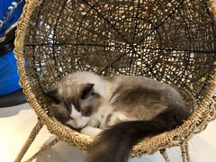 -飞行喵MR PILOT|猫舍·猫咖(静安大融城店)