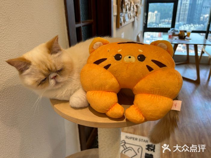 猫小主咖啡·猫咖cat cafe(福田店)图片